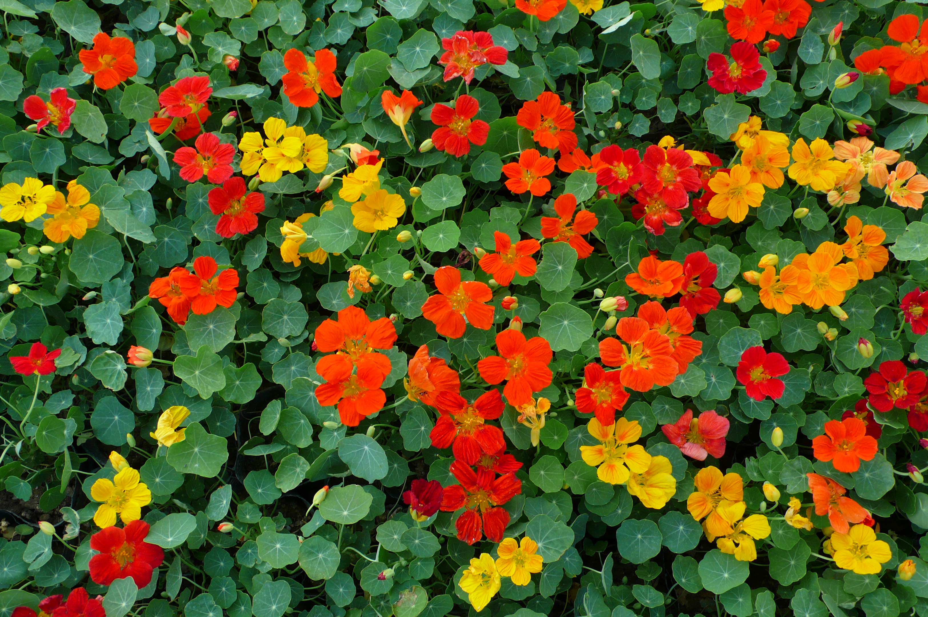 Tropaeolum nanum